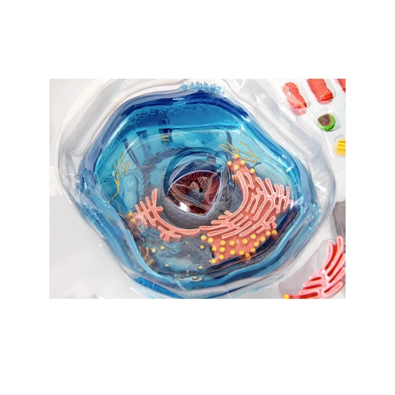 4D Master Animal Cell Anatomical Model Dimensional Toy Medical Science Education Equipment Detachable Parts