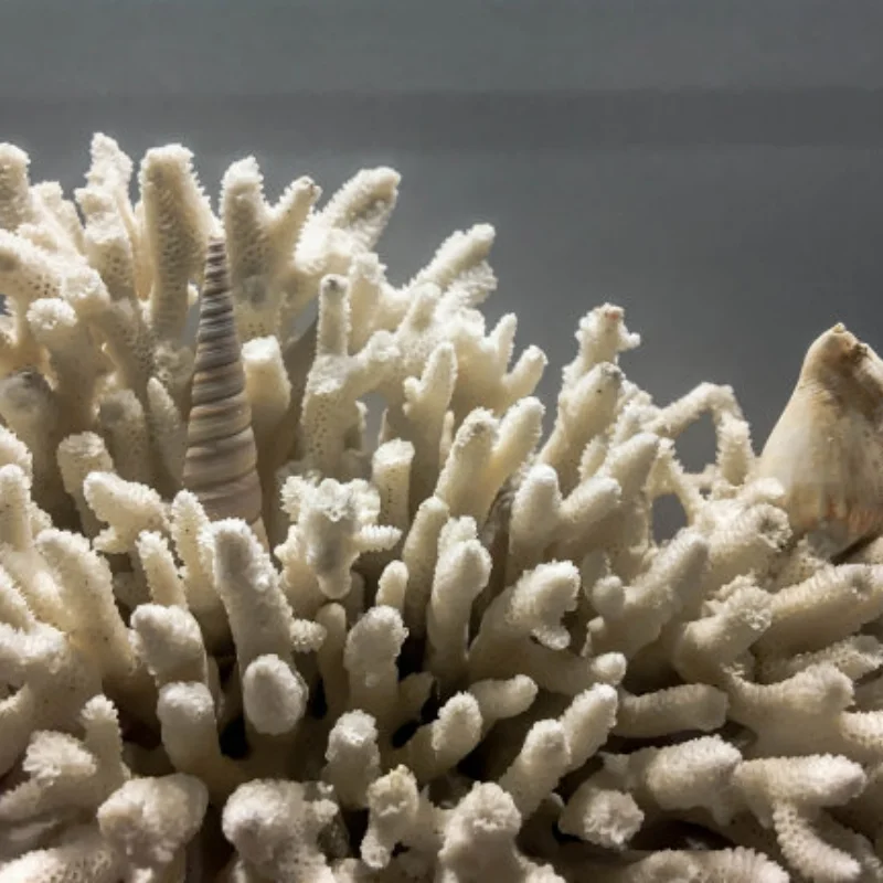 

Center Gearbox Transmission with 540 Brushed Motor 55T for 1/10 RC Rock Crawler Axial SCX10 SCX10 II 90046