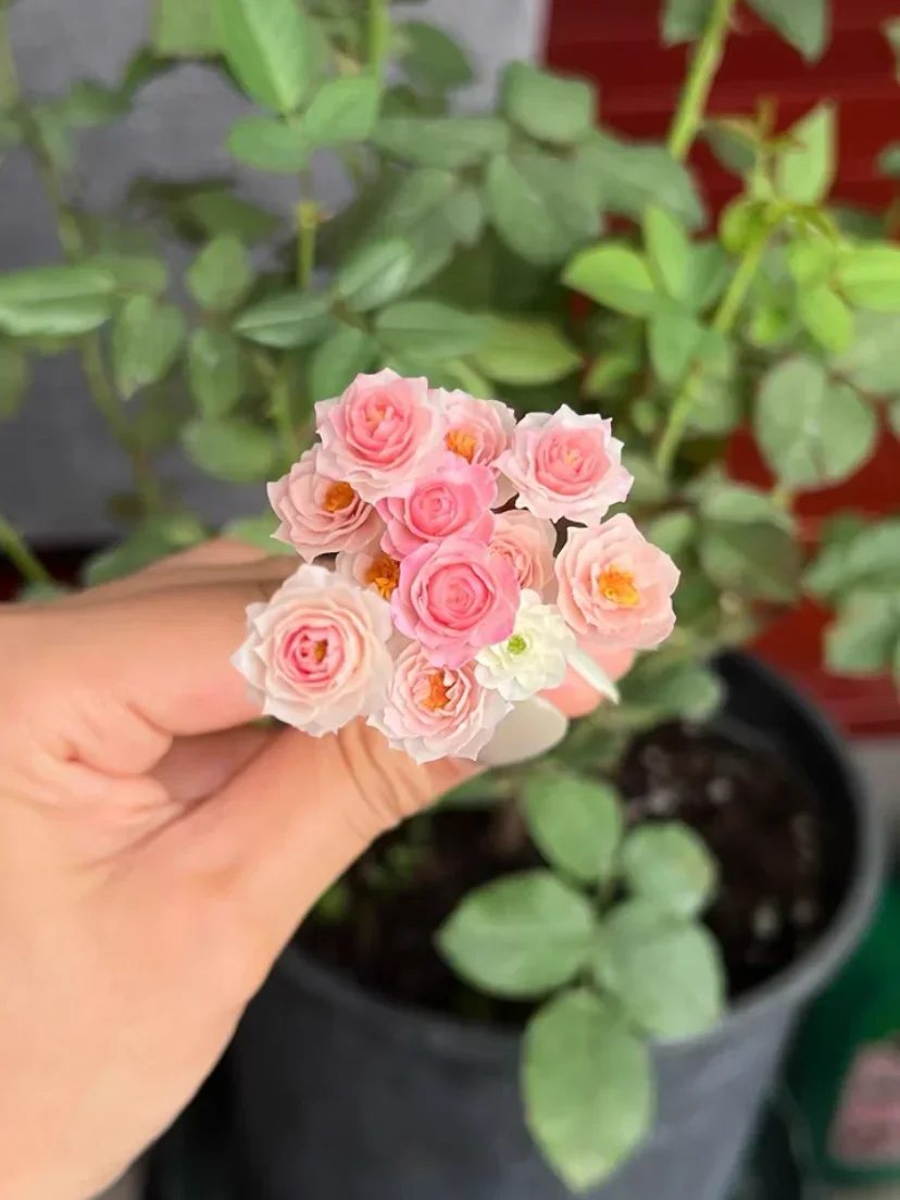 Miniatur Blumen Ton Grüne Pflanze Rose Fleshiness Modell Puppe Hochzeitsstrauß Bühne Party Raumdekoration Puppenhaus Zubehör