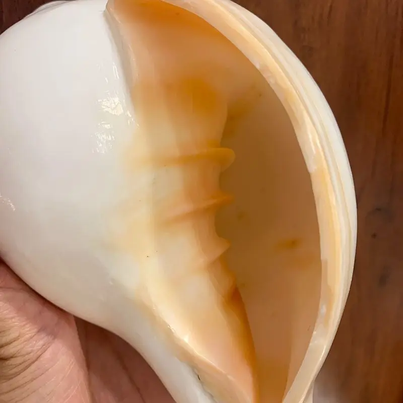 Nepal Natural Conch Shell White Conch Tantric Buddhist Ritual Implement Ornament Eight Offerings Blowable Sound