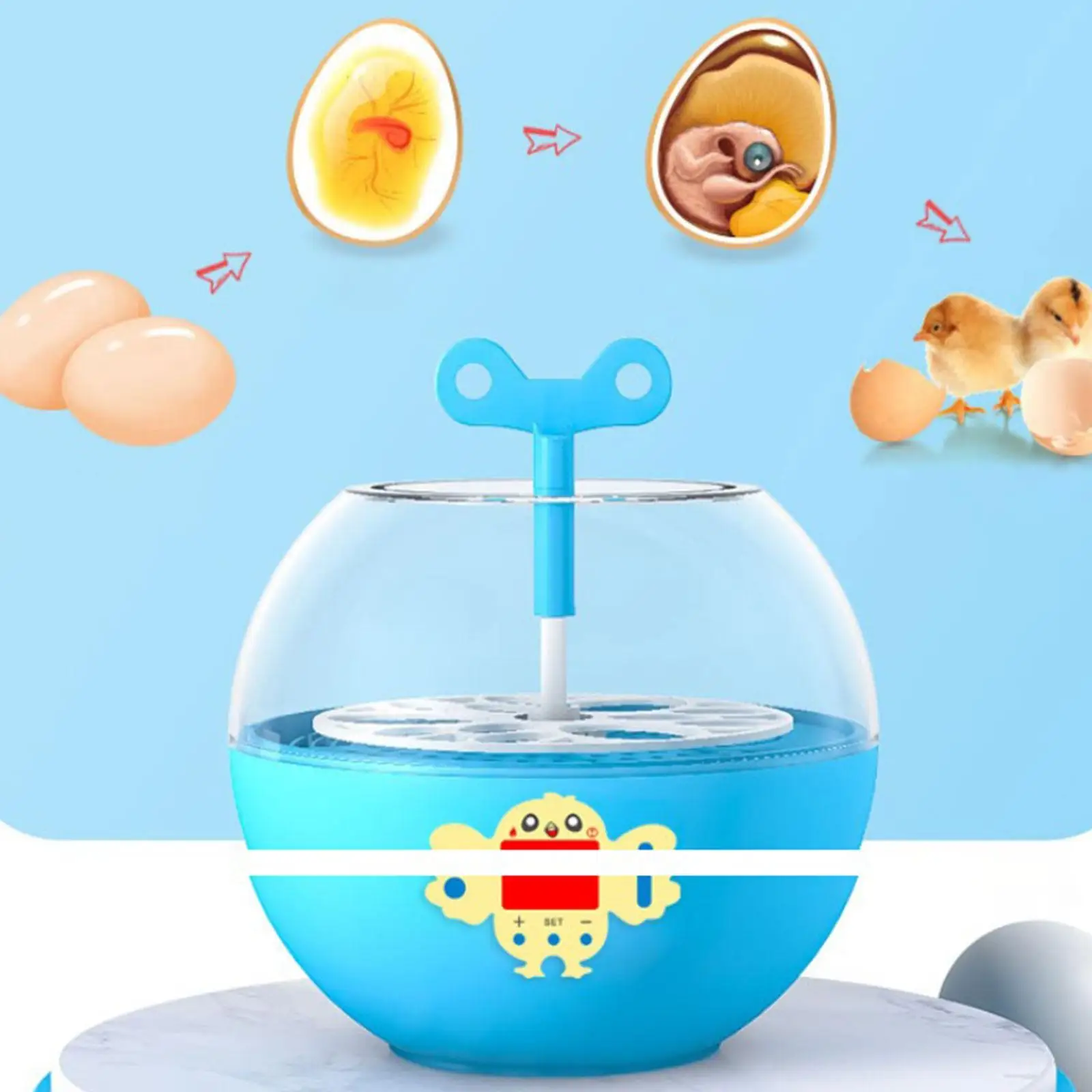 حاضنة بيض 6 بيضات تحكم مرئي في درجة الحرارة للاستخدام المنزلي حاضنة بيض رقمية لسمان أوزة دجاج تركيا بطة