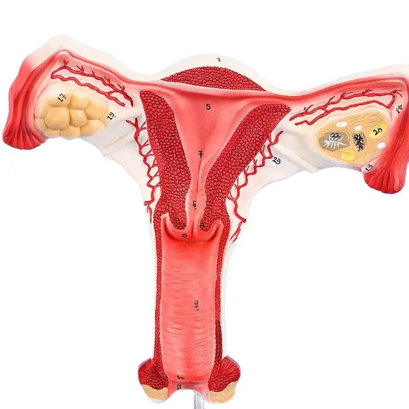 Human Female Uterus Ovary Fallopian Tubes Model Anatomical human anatomy model medical teaching tools