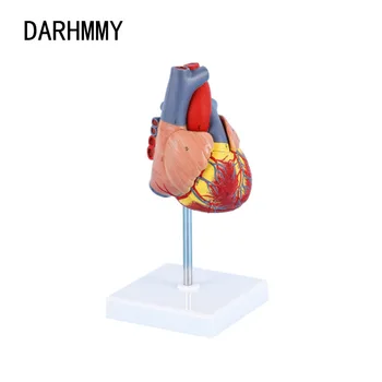 DARHMMY ขนาดหัวใจมนุษย์รุ่นถอดกายวิภาคหัวใจมนุษย์รุ่น Anatomy การสอนการแพทย์เครื่องมือ