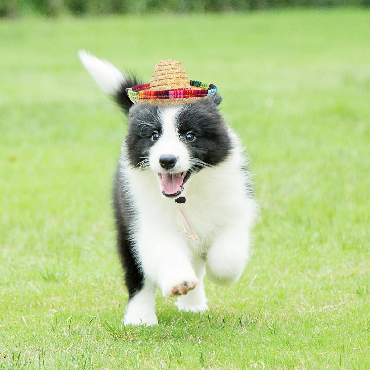 

Straw Pet Hat Sombrero Cap Costume Mexican Party Supplies Eco Friendly Durable One Size Fits All Adjustable Elastic Cord