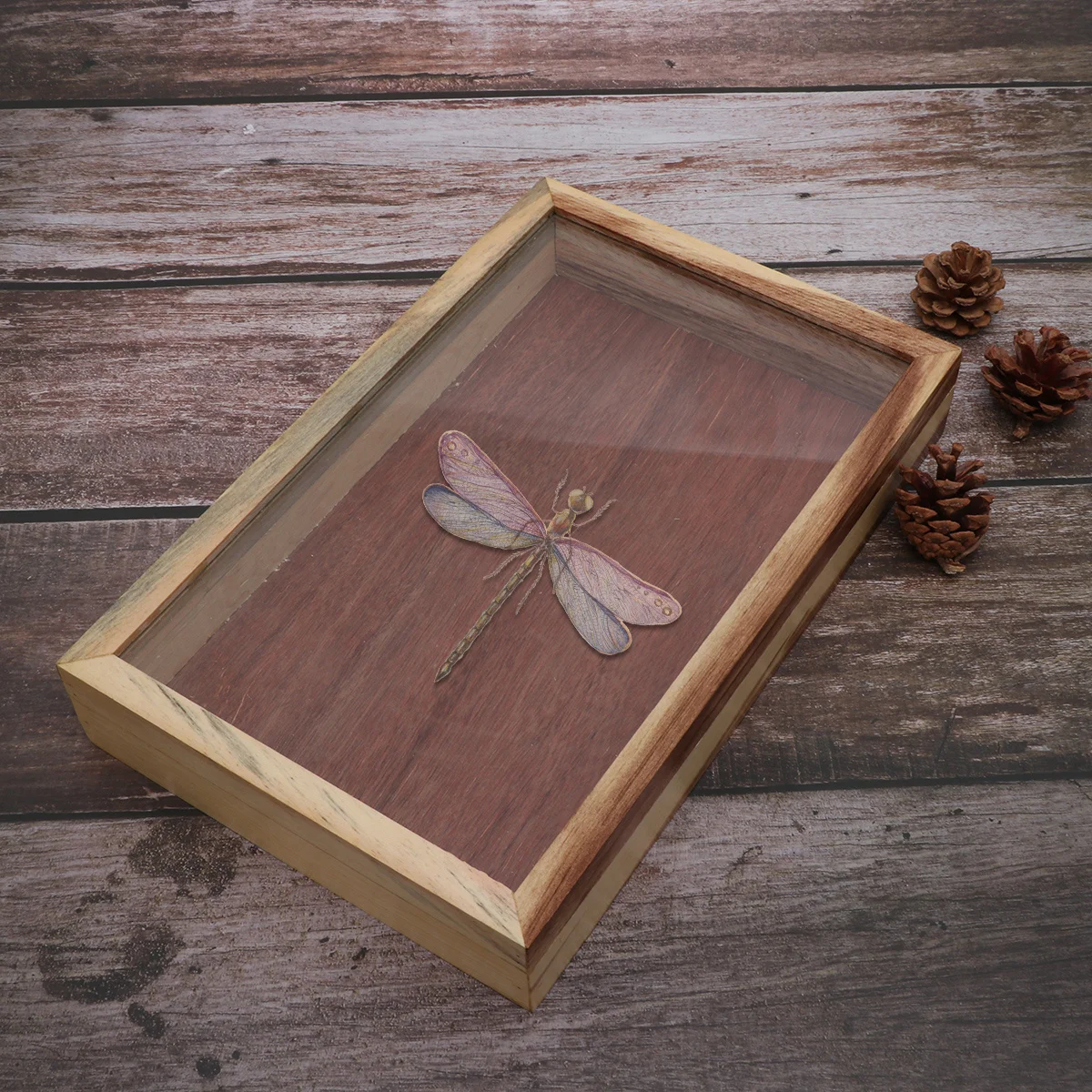 

Plant Insect Specimen Wooden Display Box Kit Easy Deposit Remove Fix Base Educaiton Tool Display Box Educaiton Tool