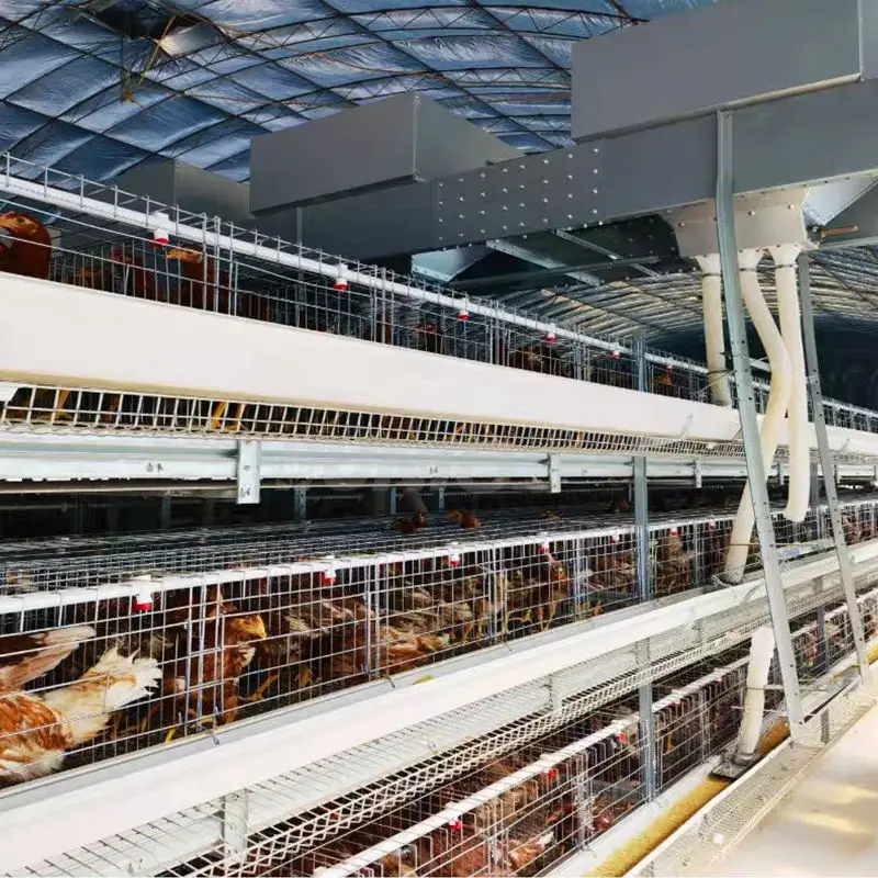 Automatic Industrial Cheap Layer Large Atype Chicken Coop House Broiler Cage For Laying Hens