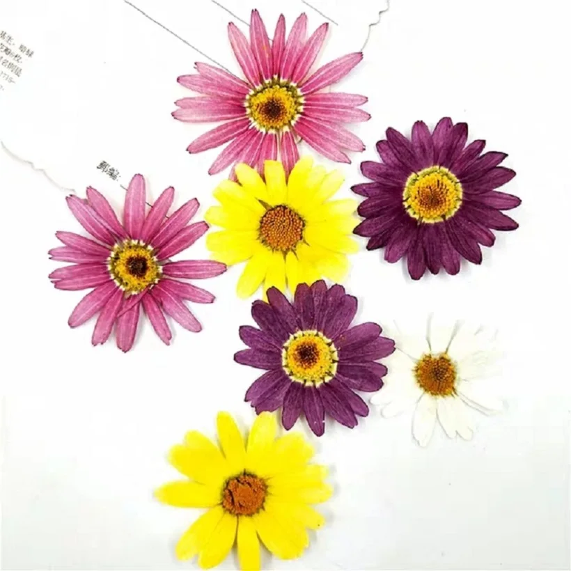 120pcs Pressed Dried Pericallis Hybrida Flower Plants Herbarium For Epoxy Resin Jewelry Making Face Makeup Nail Art Craft