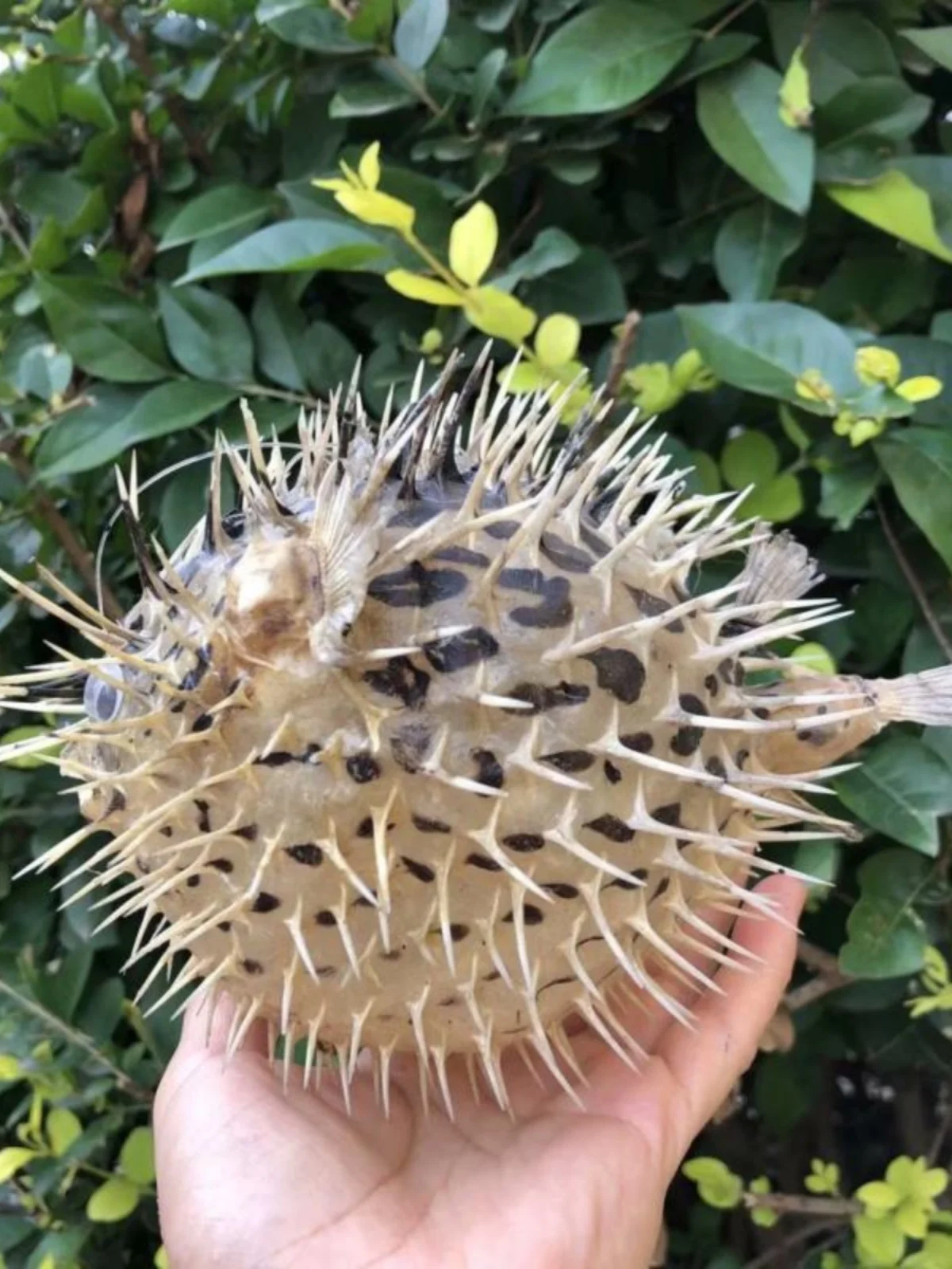 Creative Puffer Fish & Blowfish Ornament, Ocean-Themed Hanging Decor for Entrance, Dining Room, Lobby