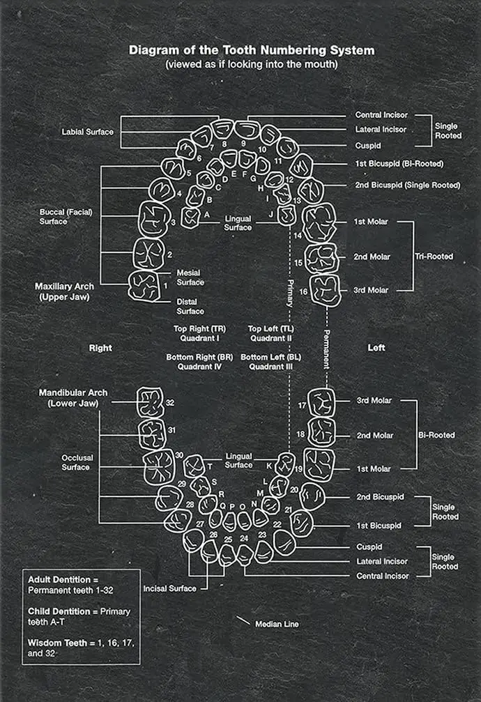 Diagram of the Tooth Numbering System Metal Tin Sign Retro Style Artwork Infographic Analysis For Club Home Office Hospital sign