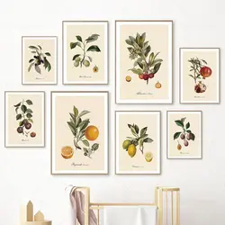Retro Botanical Fruit Lemon Prune Orange Vintage Posters and Prints Wall Art Canvas Painting Wall Pictures Kitchen Decoration