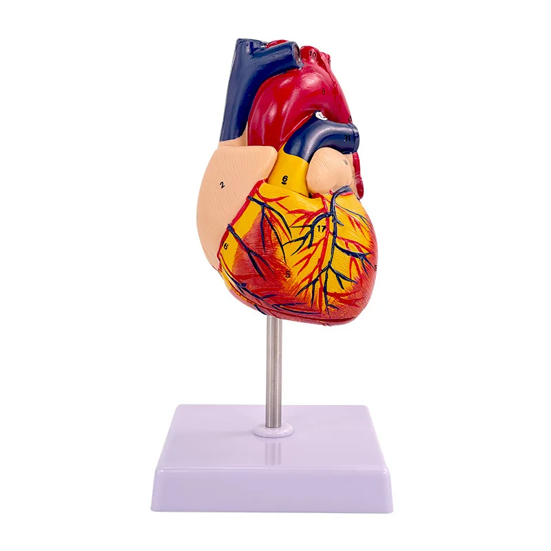 Dismantled anatomical human heart model, anatomy, medical teaching tool,  With 24 Numbers,
