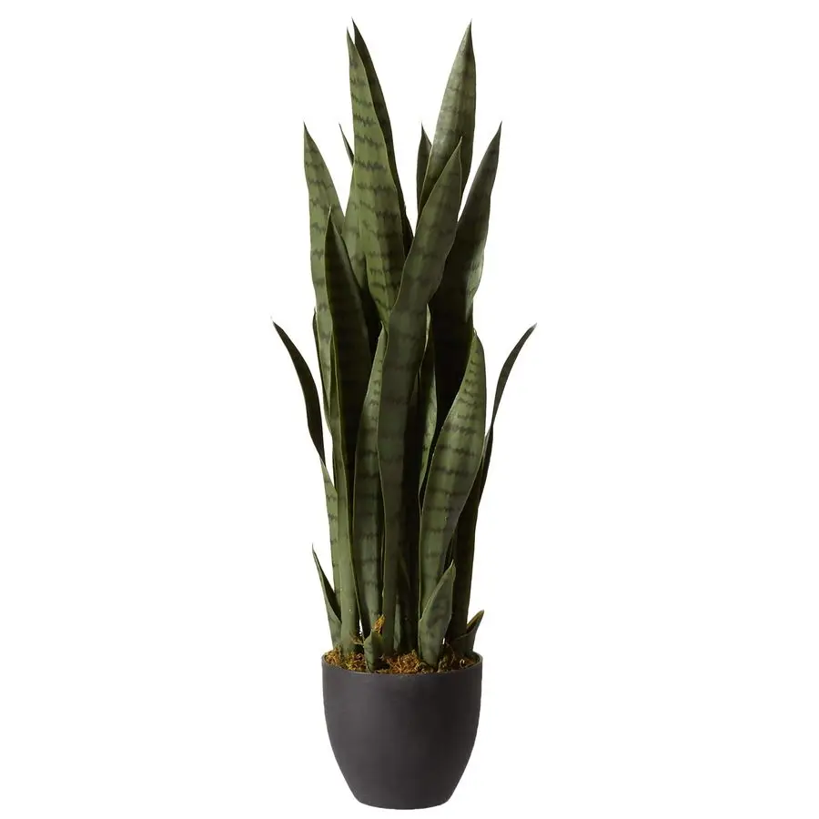 

Green 4855 35in. Sansevieria with Black Planter