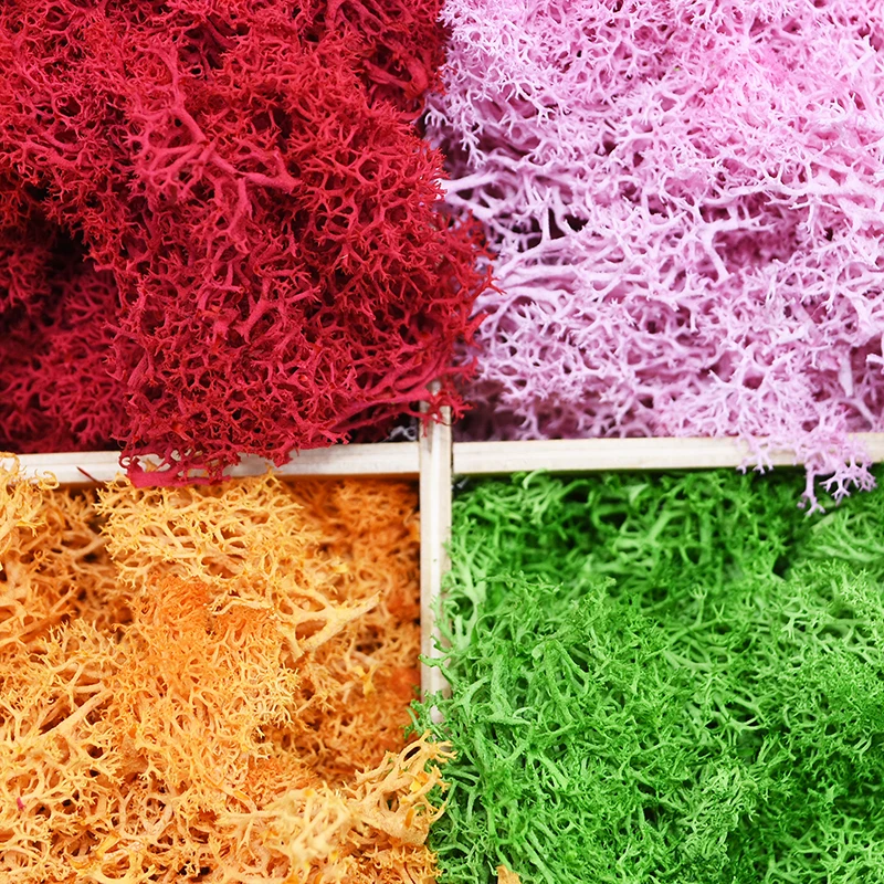 20/40G Tanaman Hijau Buatan Lu - Sphagnum Moss Dry ulasan dan harga