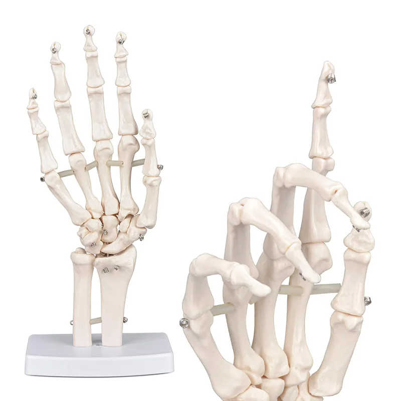 Medical Props Model Hand Joint Anatomical Skeleton Model Human Medical Anatomy School Teaching Supplies