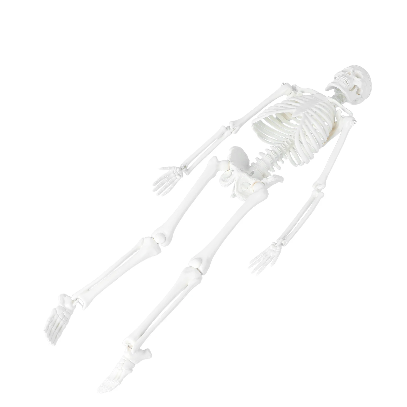 Specimen Bones of Anatomy Study Model Models Human Body Yellow for Kids Part