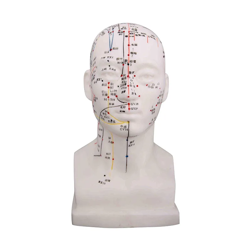 21CM Head Acupuncture Model Meridian Model Human Head Acupuncture Point Model Medical Teaching Tool