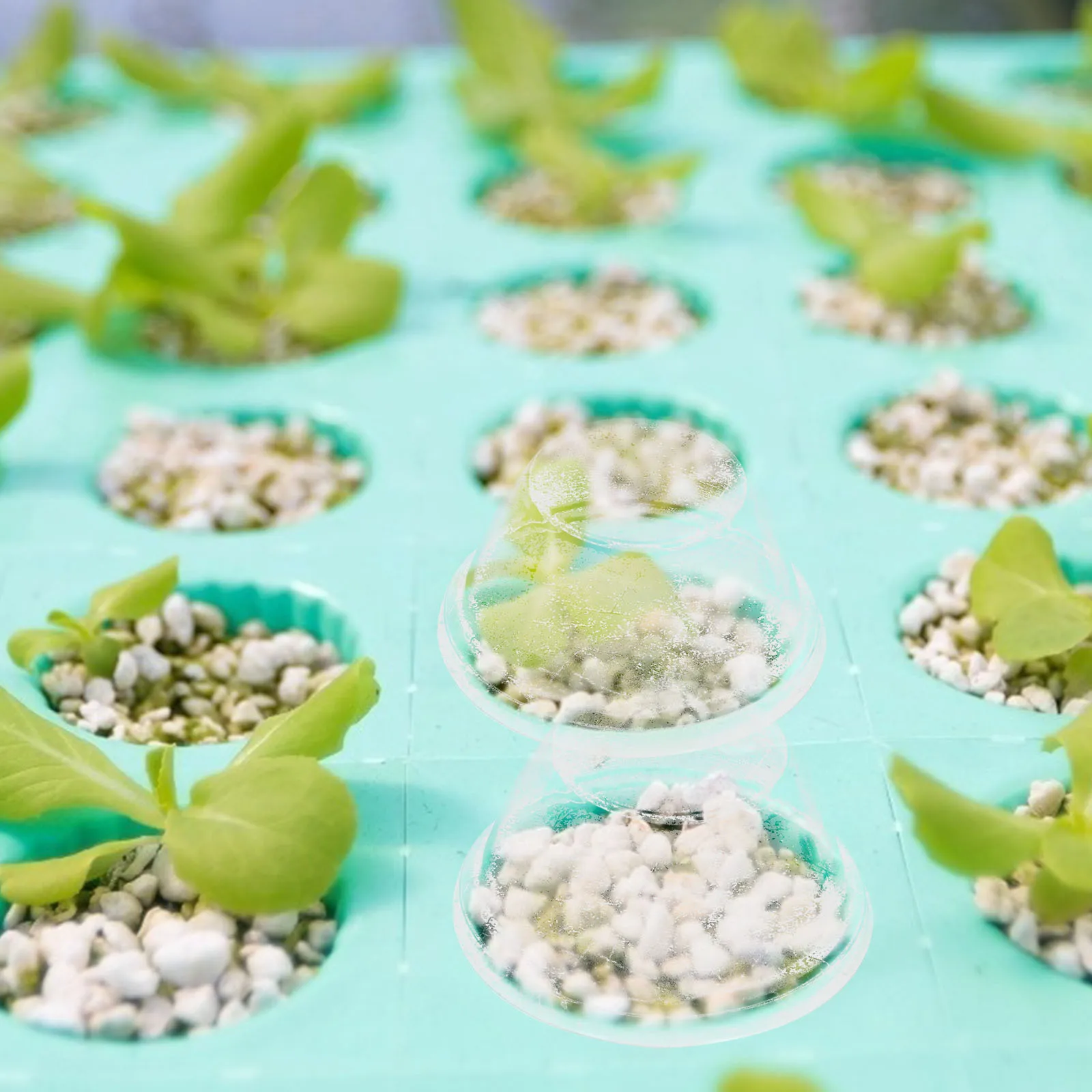

50Pcs Premium Plastic Plant Covers Moisturizing Lids Hydroponic Supplies Frost Resistance Planting Covers Plating Lids