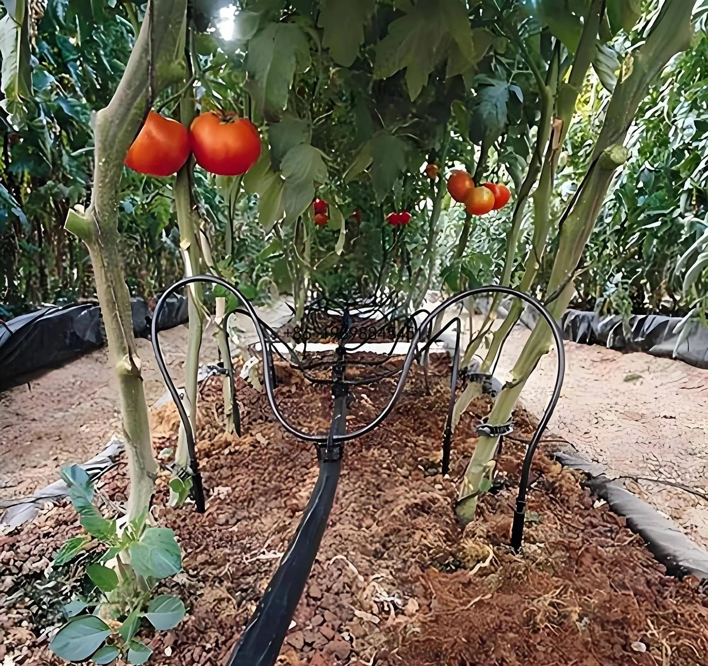 Automatic Irrigation and Fertilization Complete System Solar Garden Drip Irrigation System Controllers Strowberry Farm
