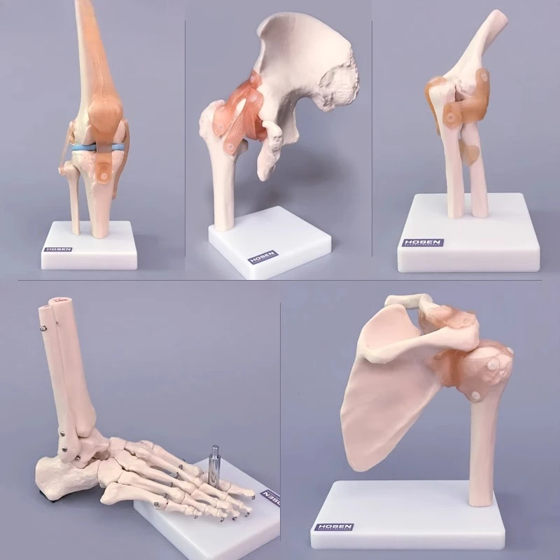 

Human joint model bone elbow wrist ankle bone shoulder knee joint hip bone department attached ligaments medical teaching toys