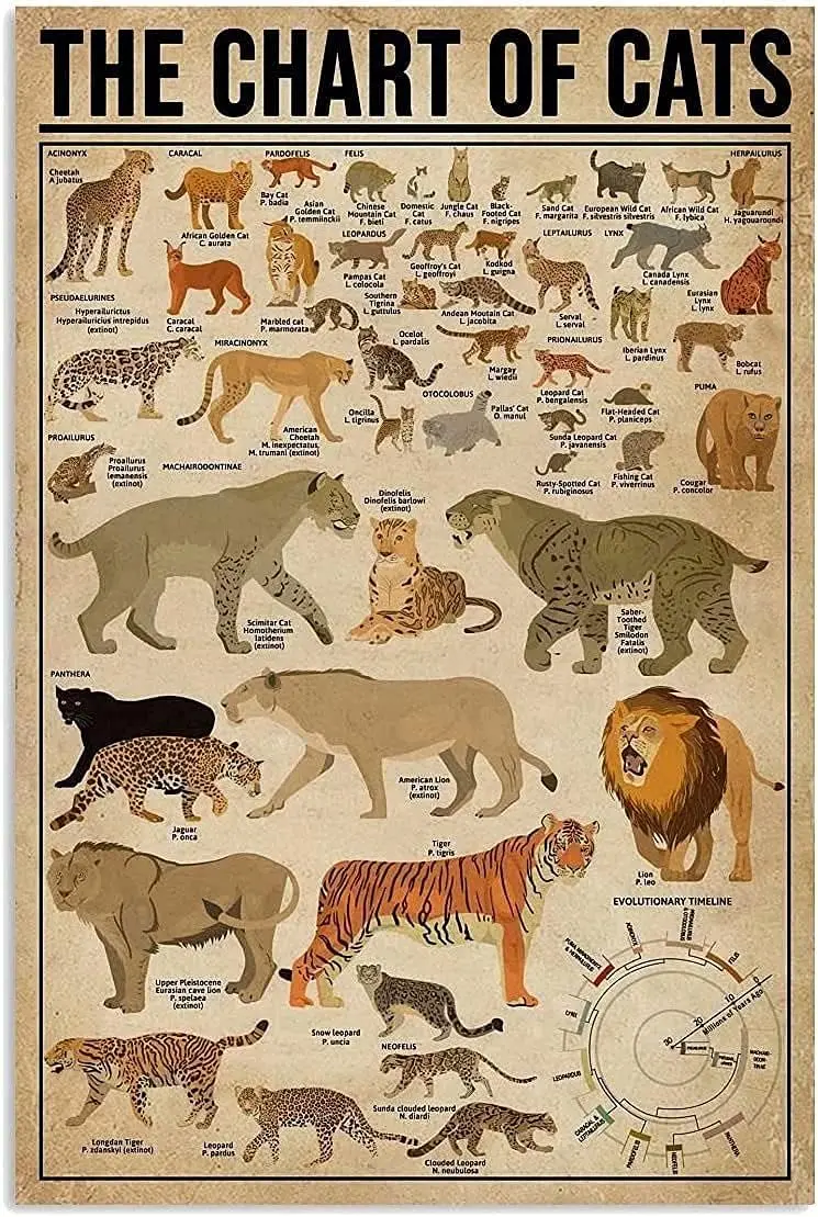 The Chart Of Cats Posters Feline Science Guide Metal Signs Room Club Home Decor Retro Plaque Wall Decor 8x12 Inches