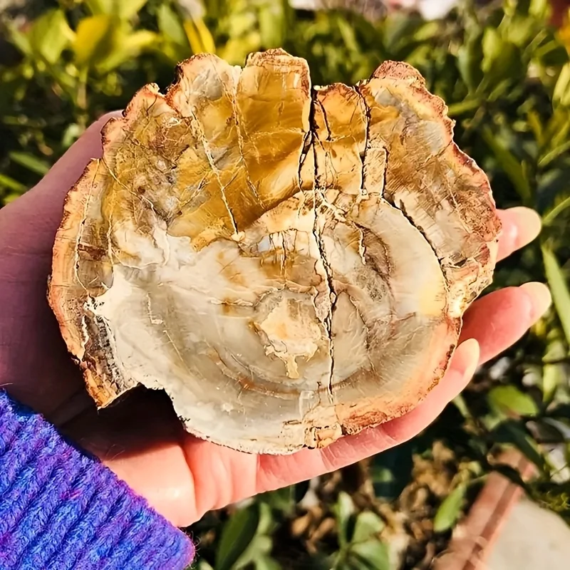 Madagascar Petrified Wood Feather Ornament, A Natural Treasure of Mankind with Sacred Healing Energy, Hand-Carved Ancient Fossil
