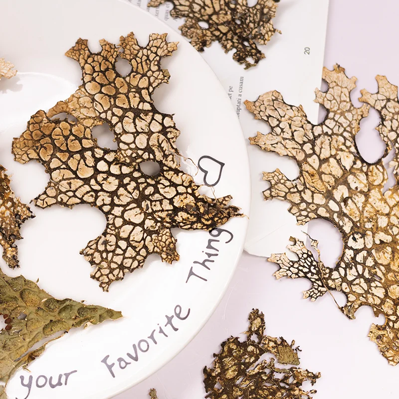 4 قطع، زهرة طبيعية مضغوطة على شكل لحاء نادر - لوازم فنية كلاسيكية على شكل زهرة مجففة يمكنك صنعها بنفسك لصنع بطاقات القصاصات وإطار صور الحرف اليدوية #3