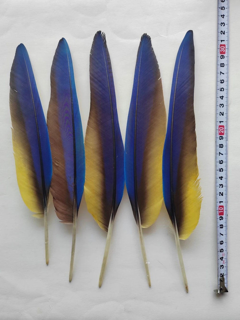 5pcs 25-35cm Rare Vibrant Blue Parrot Quill Feathers for Crafts,Natural Collect Captive Raised Parrot Feathers