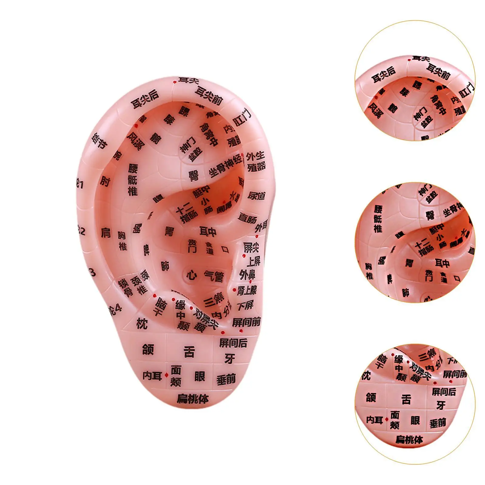 

Human Ear Acupoint, Ear Teaching Model Soft PVC Simulation Teaching Aid for Demonstration, Training, Massaging, Practice,