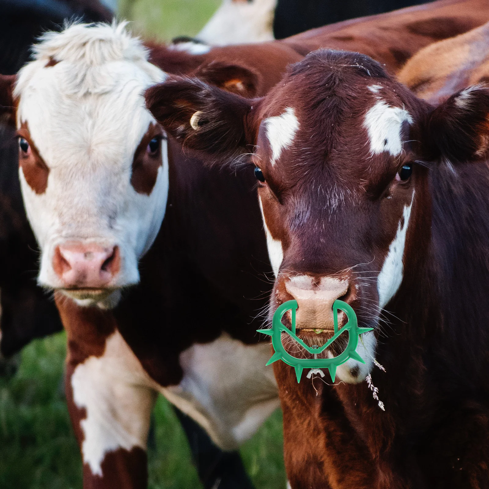 

6Pcs Cattle Nose Clamps Practical for Weaning Calves Simple Structure Easy to Use Calf Weaner Farm Accessory Cattle Weaner