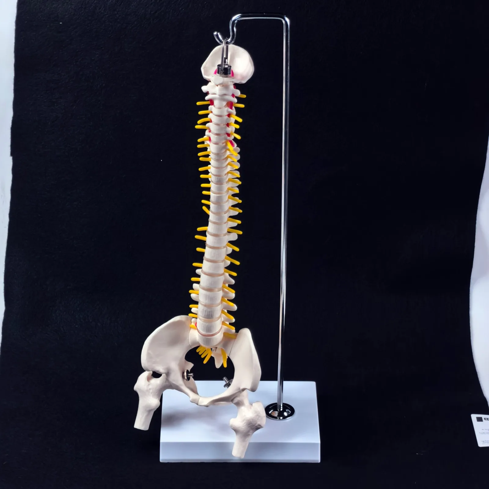 

Модель позвоночника из ПВХ 45 см с ногой таза, анатомией кости позвоночника, подвесной тип, образование
