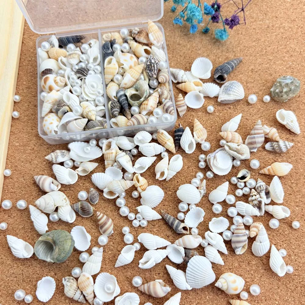 1/2 boîtes de coquillages mixtes naturelles, perles d'océan, coquillages, décoration de plage, artisanat pour projets d'art et d'artisanat, décoration de maison