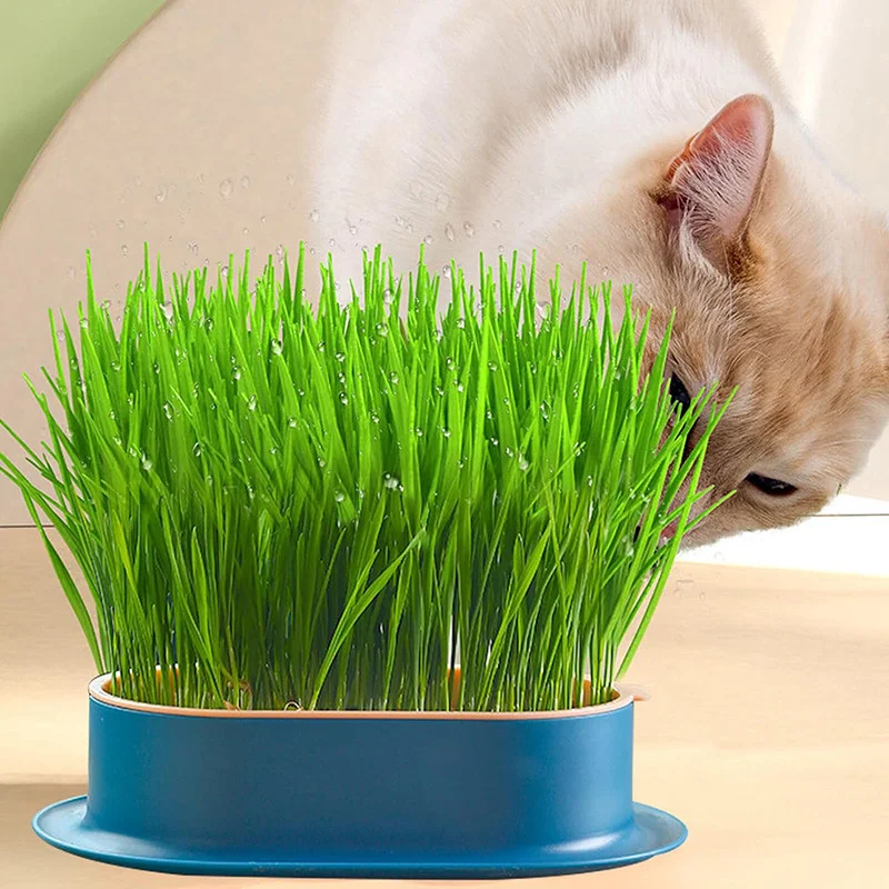 Cat Snack Cat Mint Planting Hydroponic Box Cat Grass Pot Color Contrast Hydroponic Cat Grass Box Set Catgrass Planting Bowl