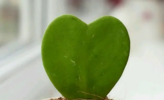 6500 واط EMS تردد الراديو آلة نحت الجسم 200 هرتز RF محفز لجهاز تشكيل اللياقة البدنية والعافية