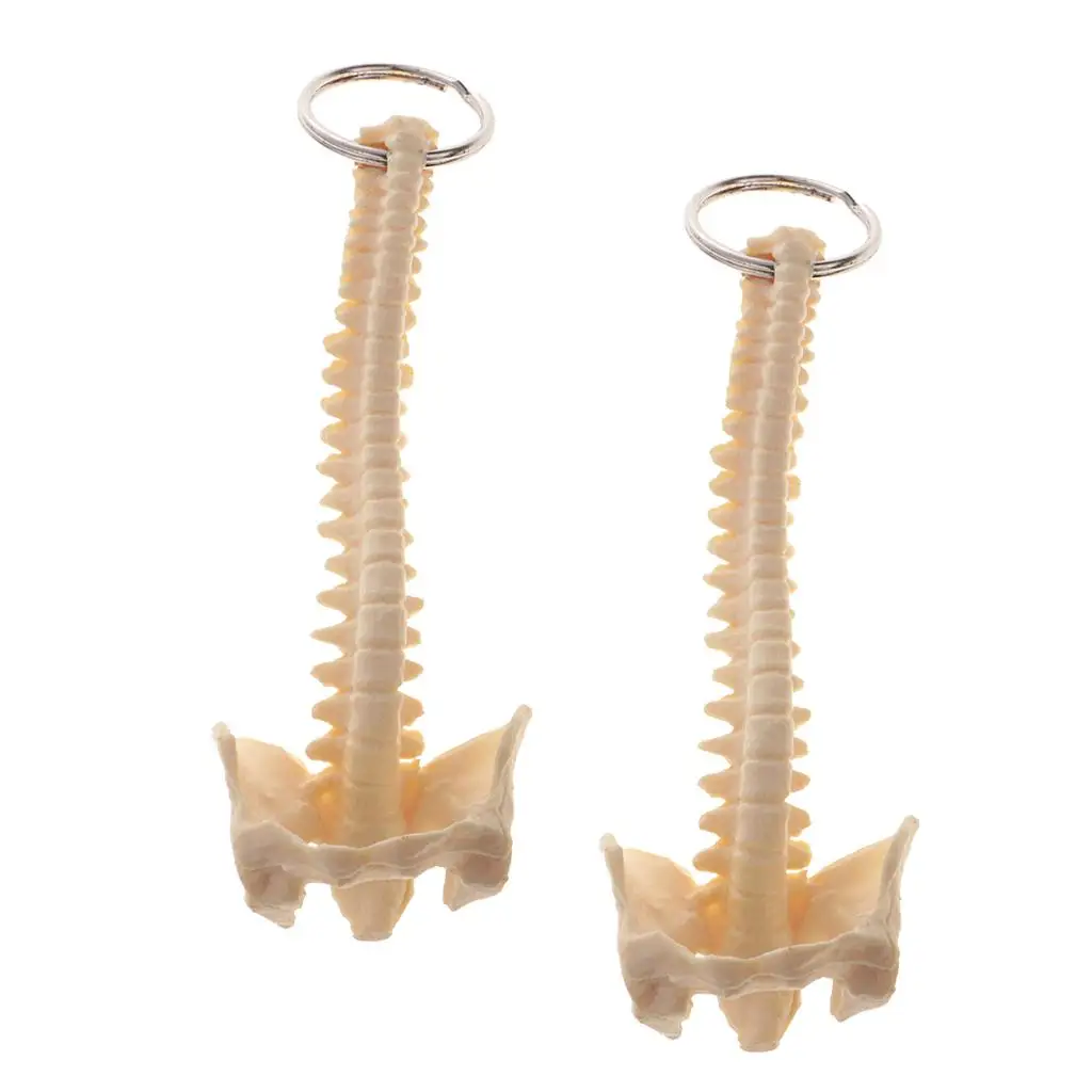 Human Spine Skeleton Model Key Chain PVC Material Study Tool Keyring for Science and Classroom Use