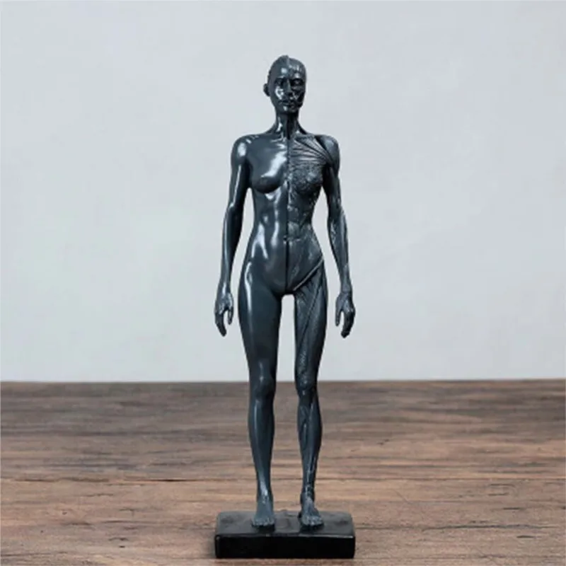 Natural Resin 30cm Human Female Artwork Model Medical Muscle Anatomical/Anatomy Structure Model Artist Drawing White Gray Gold