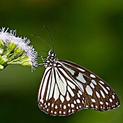 Ideopsis Gaura Anapina Real Butterfly Specimens Without Open Wings Entomologist Insect Lover Science Exhibition Collection