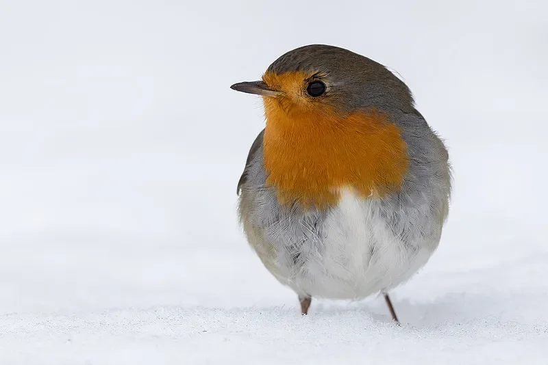 

SKYZONE TX2501 5,8G 2,5 Вт VTX — 56 каналов, радиатор с ЧПУ, большой радиус действия для FPV дронов