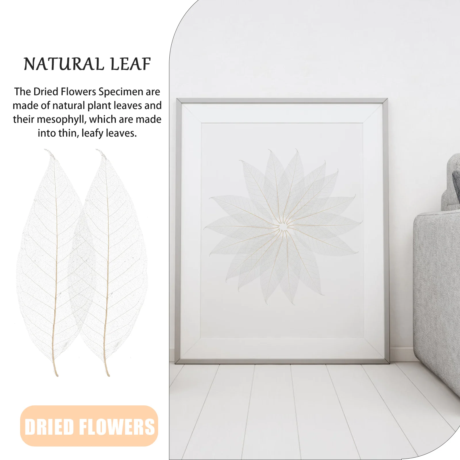 Magnolia Leaf Specimen Tree Leaves for Craft Project Dried Bathroom Decorations