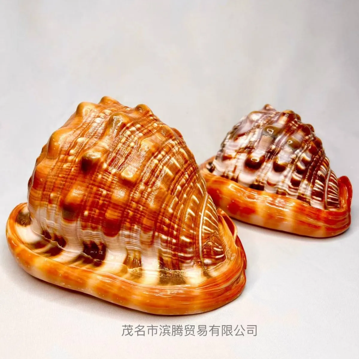 Cypraecassis Rufa Shells Luxury Aquarium Decor Fish Tank Ornament