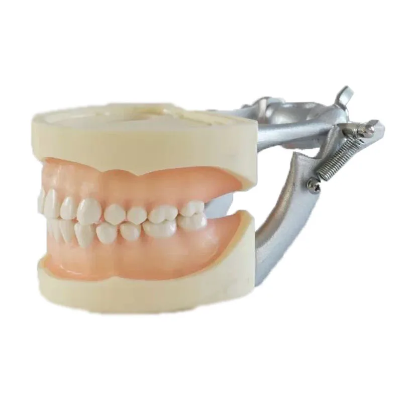 

28pcs Teeth Soft Gum Screw fixed DP Articulator Standard Dental Teeth Model for Teaching Demonstration