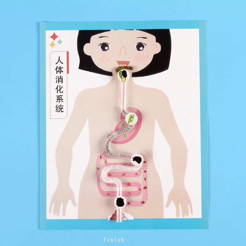 Human Digestive System Model, Human Body Parts Teaching Aid, Handicraft Puzzle