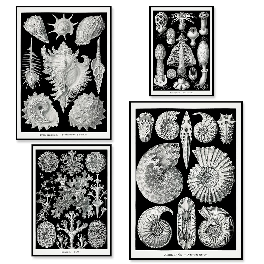 

Vintage Gallery Wall Set, Shell Poster, Printable wall art, Coastal Art Print, Nautical Prints,