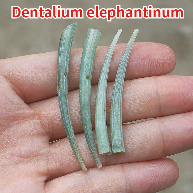 Dentalium Elephantinum Natural Conch Shell Rare Collection Specimens Home Decoration Children's Science Popularization Conch