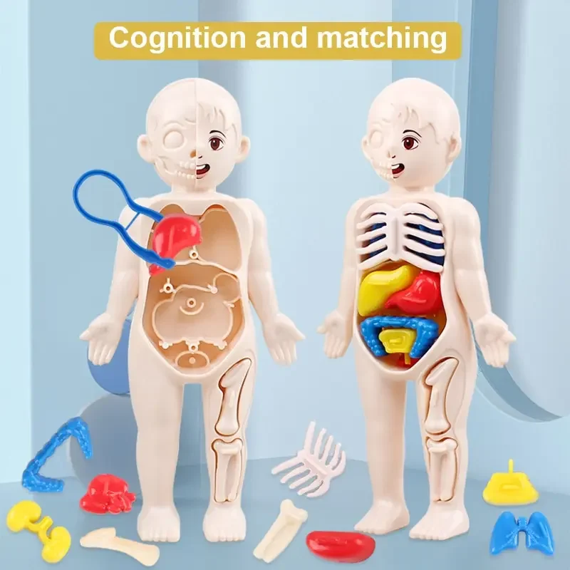 Human Body DIY Assembly 3D Puzzle Anatomy Model Teaching Process Organ Assembled Toys Body Organ Education for Children