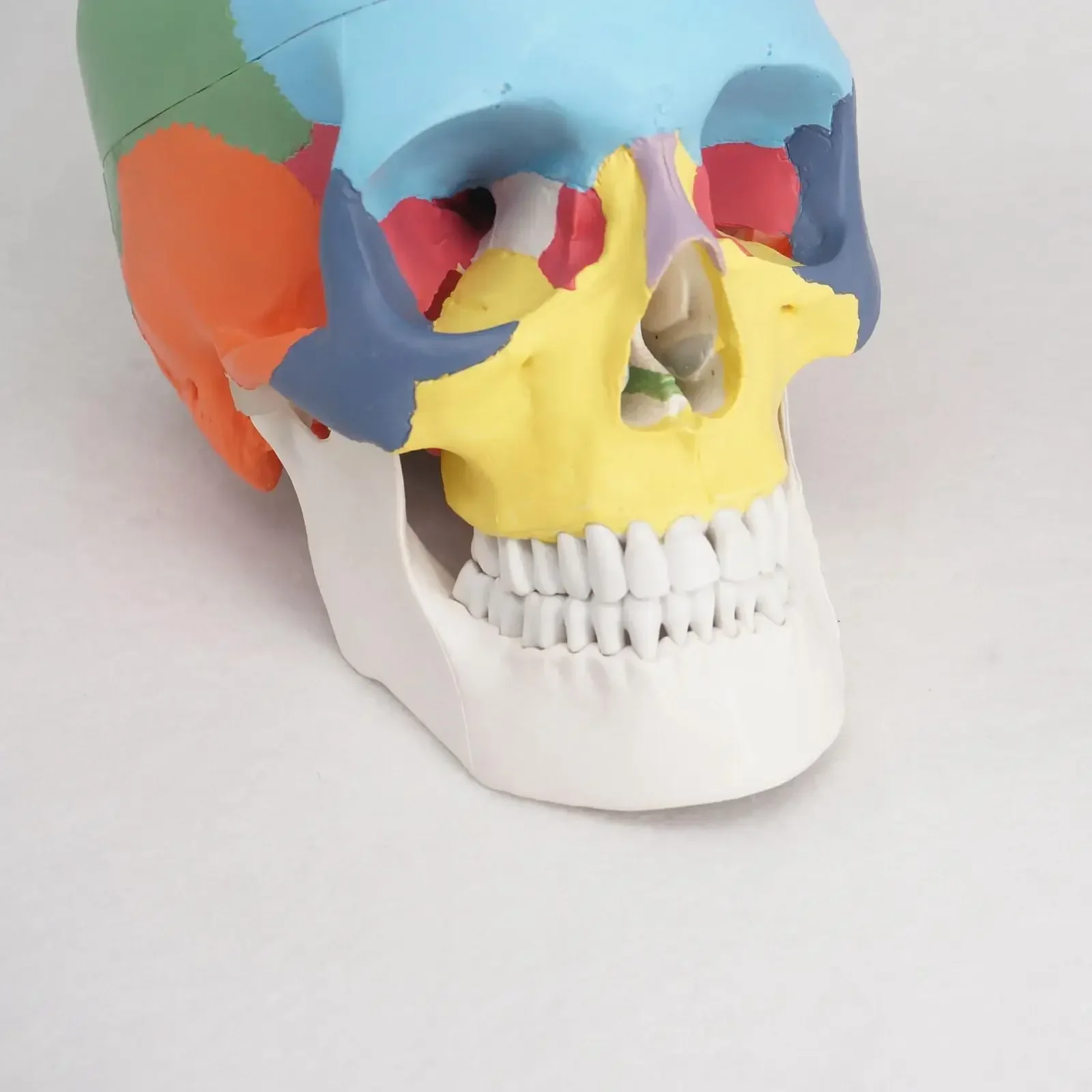 PVC 3 Parts Colored Function Human Skull Anatomical Didactic Models Life Size Medical Science