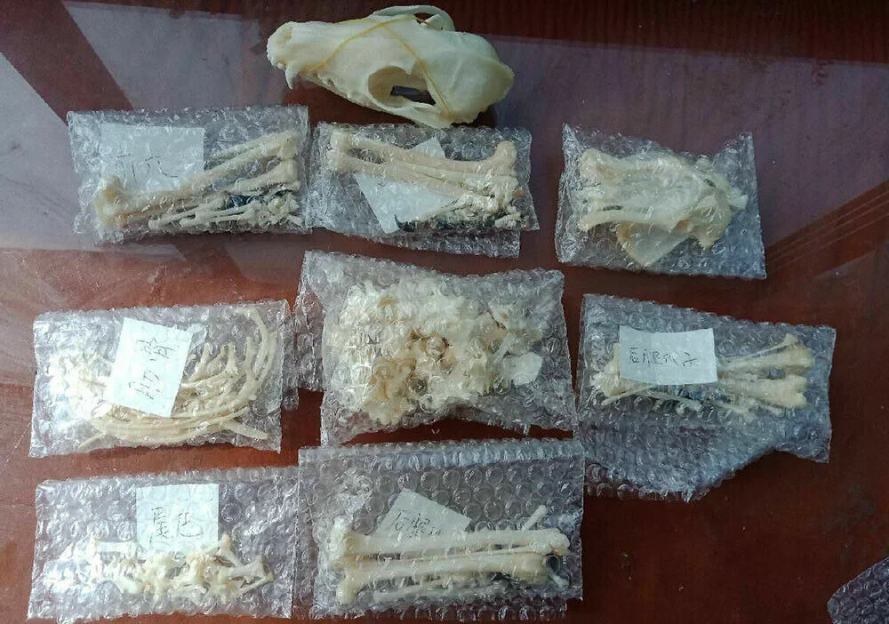 

A complete set of unassembled real Fox skeletons, real animal bones, Taxidermy