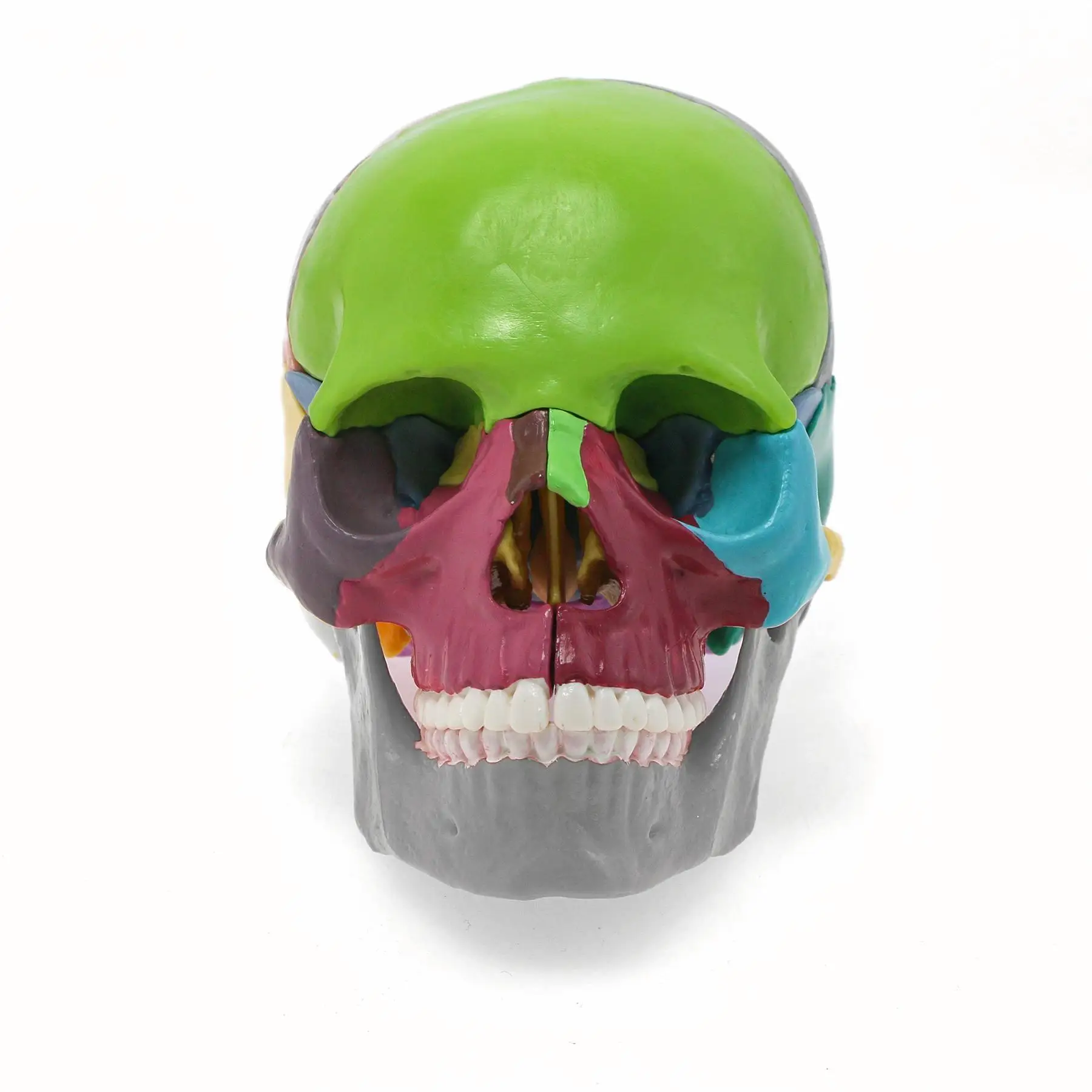 Color-Coded Mini Human Skull Anatomical Model 15 Separable Bones with Full Teeth Professional Medical Teaching Model