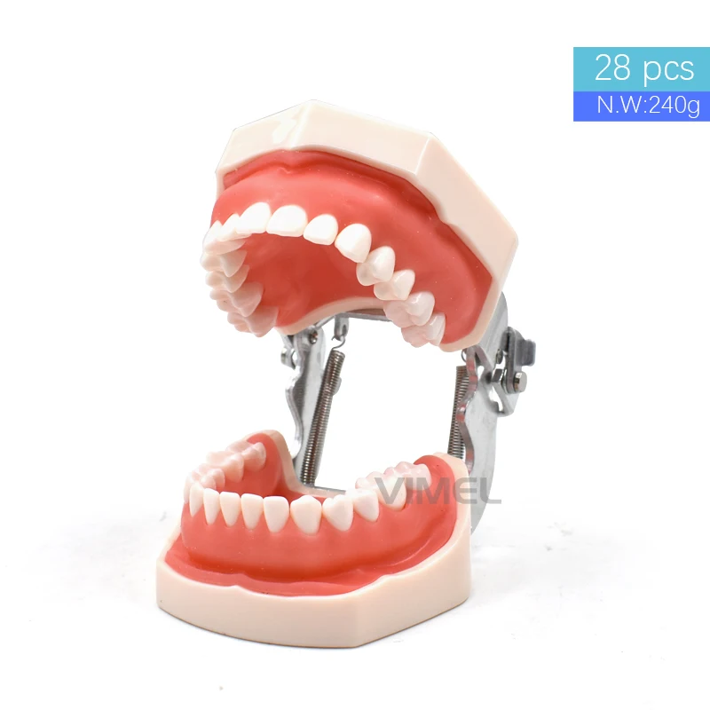 28/32 pcs Teeth Dental Teaching Model Removable Training Typodont Teeth Model