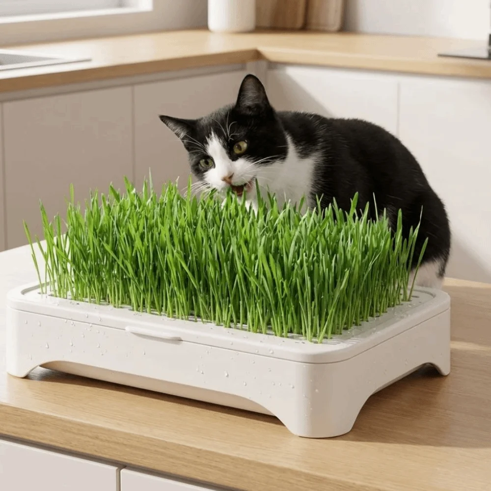 Plastic Cat Grass Planter Anti-Pull Out Self-planted Tray Hydroponic Tray Growth System 3 Layer Sprout Tray Indoor Growing