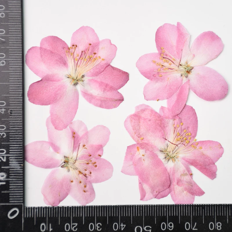 Cherry Pressed Flowers for DIY Material, Original Color, iPhone Case, Postcard Material, Hot Selling